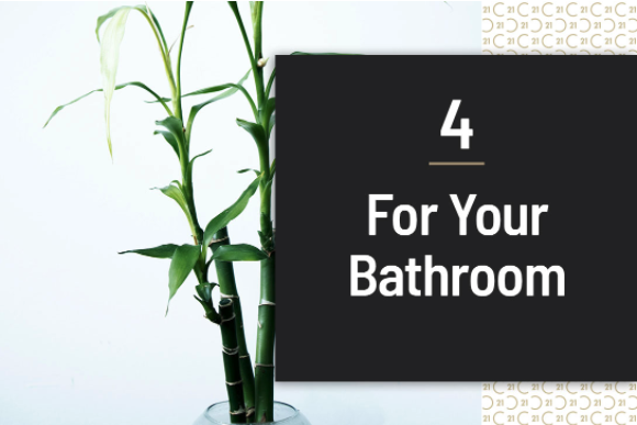 Bamboo plant in bathroom